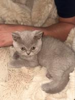 Super lieve britse korthaar, Dieren en Toebehoren, Katten en Kittens | Raskatten | Korthaar, Kater, Met stamboom, 0 tot 2 jaar