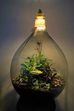 XXL Ecosysteem/planten terrarium/flessentuin met lamp, Ophalen, Overige soorten, Halfschaduw, In pot