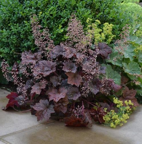 Heugera palace purple purperklokje, vaste plant, sierplant, Tuin en Terras, Planten | Tuinplanten, Vaste plant, Overige soorten
