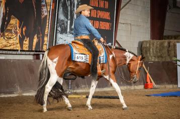 Homozygoot tobiano APHA Paint horse dekhengst beschikbaar voor biedingen