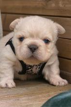 Franse bulldog curly pups (TOPDNA), België, Fokker | Hobbymatig, Rabiës (hondsdolheid), 8 tot 15 weken