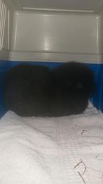 Super goed huisje gezocht voor 2 cavia's, Vrouwelijk, Cavia, Voor 1 juli 2024, Tam