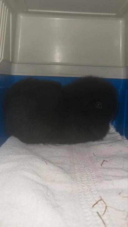 Super goed huisje gezocht voor 2 cavia's, Dieren en Toebehoren, Knaagdieren, Vrouwelijk, Cavia, Voor 1 juli 2024, Tam