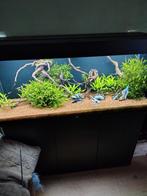 Juwel rio 240 compleet 1,5 jaar oud, Dieren en Toebehoren, Vissen | Aquaria en Toebehoren, Ophalen, Zo goed als nieuw, Gevuld zoetwateraquarium
