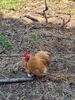 Cochin haan, Dieren en Toebehoren, Pluimvee, Mannelijk, Kip