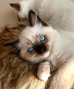Ragdoll kittens | 2 mannetjes en 2 vrouwtjes, Dieren en Toebehoren, Katten en Kittens | Raskatten | Langhaar, Meerdere dieren