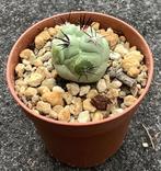Cactus, Ortegocactus, Huis en Inrichting, Kamerplanten, Ophalen of Verzenden, Cactus, Volle zon, Minder dan 100 cm
