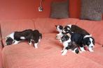 Super schattige puppy's, Dieren en Toebehoren, Honden | Niet-rashonden, CDV (hondenziekte), 8 tot 15 weken, Meerdere, Meerdere dieren