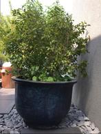 Grote zwart blauw geglazuurde bloempotten 60 en 90cm, Tuin en Terras, Bloempotten, Gebruikt, 40 cm of meer, Rond, Terracotta