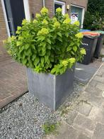2 plantenbakken van lood, Ophalen, Gebruikt, Rond, 60 tot 100 cm