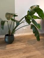 Grote plant (1.10m) - Gratis af te halen! - zonder pot, Tuin en Terras, Vaste plant, Bloeit niet, Halfschaduw, Ophalen