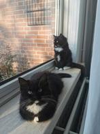 🥰 Prachtige Ragdoll kittens (nog (2) beschikbaar) 😍, Poes