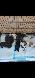 Uit prachtige raszuivere shih tzu ouders  2 zwarte reutjes., Dieren en Toebehoren, Honden | Chihuahua's en Gezelschapshonden, Parvo