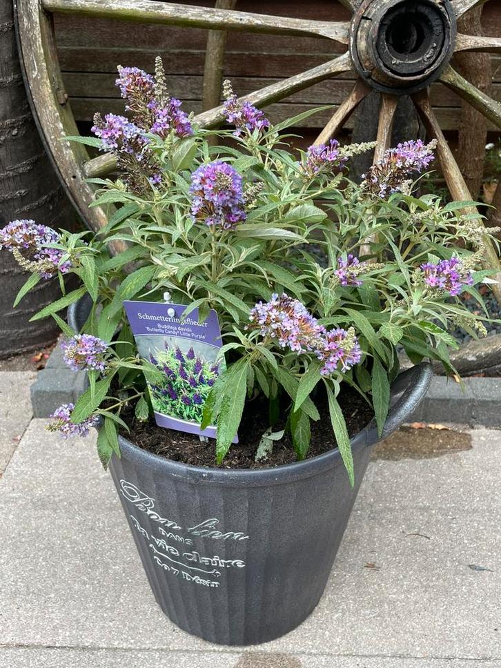 Klein blijvende paarse vlinderstruik compleet met pot, Tuin en Terras, Planten | Tuinplanten, Vaste plant, Overige soorten, Halfschaduw