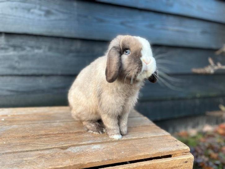 Prachtige minilop voedsters, Dieren en Toebehoren, Konijnen, Dwerg, Vrouwelijk