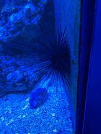 Diadema zee egel, Dieren en Toebehoren, Vis