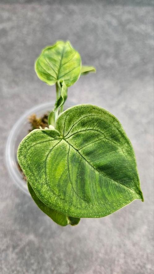 Syngonium Frosted Heart #1, Huis en Inrichting, Kamerplanten, Overige soorten, Minder dan 100 cm, Ophalen of Verzenden