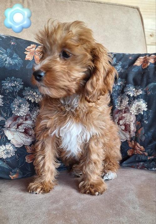 Prachtige kleine doodle pups 💗🩵, Dieren en Toebehoren, Honden | Chihuahua's en Gezelschapshonden, Meerdere dieren, Overige rassen