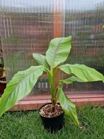 musa basjoo, alocasia, salvia, Philodendrons, Tuin en Terras, Planten | Tuinplanten, Ophalen, Zomer, Overige soorten, Volle zon
