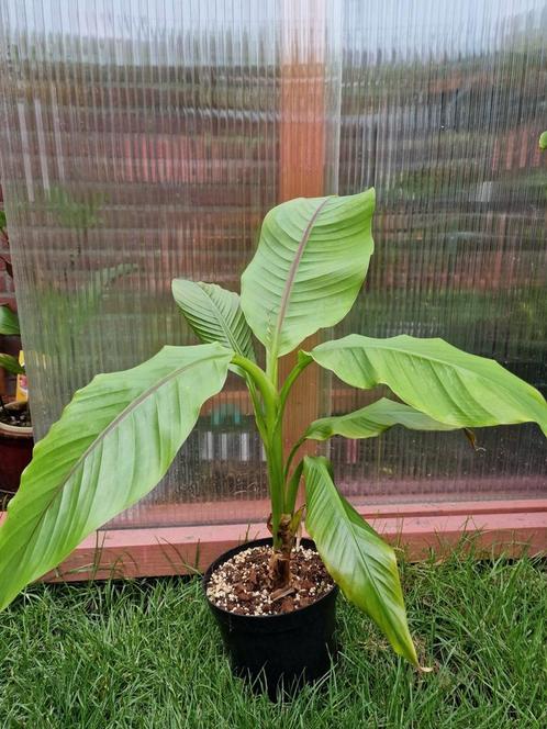 musa basjoo, alocasia, salvia, Philodendrons, Tuin en Terras, Planten | Tuinplanten, Overige soorten, Volle zon, Zomer, Ophalen