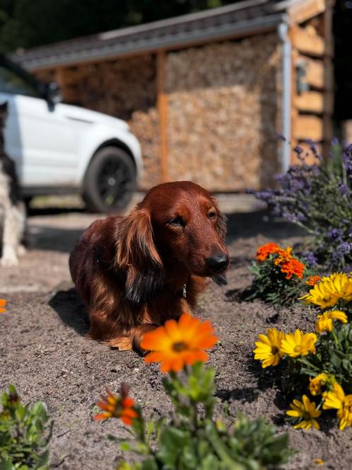 Hondenoppas in huiselijke sfeer- in het bos, Diensten en Vakmensen, Dieren | Honden | Verzorging, Oppas en Les, Particuliere oppas