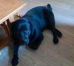 Te koop labrador, Reu, 1 tot 2 jaar, Labrador retriever, Eén hond