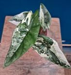 Alocasia Simpo Albo Variegata p12, Ophalen of Verzenden, Halfschaduw, Minder dan 100 cm