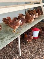 Legkip - leghen - kippen - legkippen, Vrouwelijk, Kip