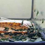 Groene | Green Jade neocaridina garnalen AANBIEDING, Dieren en Toebehoren, Vissen | Aquariumvissen, Kreeft, Krab of Garnaal, Zoetwatervis
