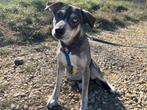 Brooklyn een lief, sociaal en vrolijk hondje, Dieren en Toebehoren, Honden | Niet-rashonden, Rabiës (hondsdolheid), 1 tot 2 jaar