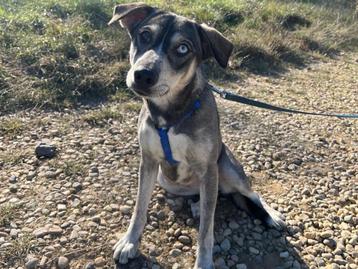 Brooklyn een lief, sociaal en vrolijk hondje  beschikbaar voor biedingen