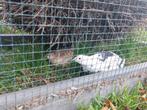 Drie vrouwlijke kwartels incl. Hok en ren. Leggen eieren!, Dieren en Toebehoren, Pluimvee | Toebehoren, Ophalen, Kippenhok of Kippenren