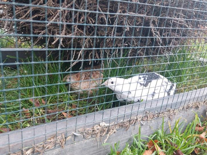 Drie vrouwlijke kwartels incl. Hok en ren. Leggen eieren!, Dieren en Toebehoren, Pluimvee | Toebehoren, Kippenhok of Kippenren