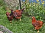Jonge wyandotte krielen hennen 17 weken, Dieren en Toebehoren, Pluimvee, Vrouwelijk, Kip