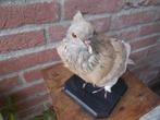 geprepareerde duif, Ophalen of Verzenden, Zo goed als nieuw, Vogel, Opgezet dier