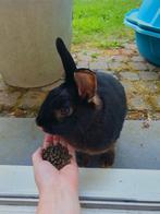 Mest van konijn - vers, biologisch & plantvriendelijk, Tuin en Terras, Aarde en Mest, Ophalen of Verzenden, Mest