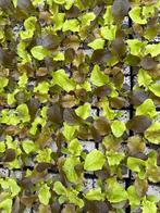 Moestuin/groente plantjes, Ophalen, Voorjaar, Volle zon, Zaad