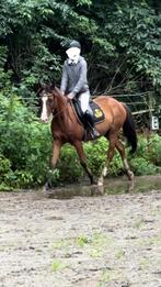 Lieve, getalenteerde (kinder)E-pony te koop, Dieren en Toebehoren, Pony's, E pony (1.48m - 1.57m), Ruin, 3 tot 6 jaar, Recreatiepony