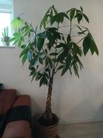 Pachira Aquatica (Geldboom) in  de grote  rieten mand, Huis en Inrichting, Ophalen of Verzenden