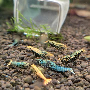 High grade Boa garnalen caridina bezorging  beschikbaar voor biedingen