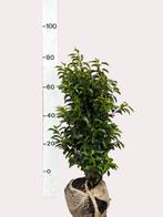 Portugese laurier  (Prunus Lusitanica Angustifolia, Ophalen of Verzenden, Laurier