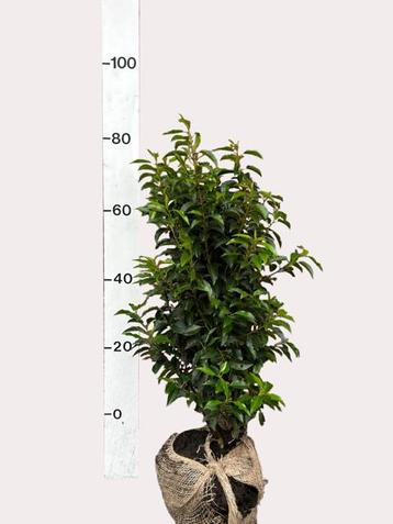 Portugese laurier  (Prunus Lusitanica Angustifolia beschikbaar voor biedingen