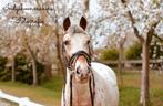 Recreatie/ Beginners pony te koop, B, Ruin, Gechipt, 11 jaar of ouder