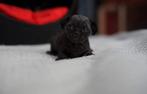 Sphynx-Devon Rex kittens cattery.., Meerdere dieren, Ontwormd, 0 tot 2 jaar