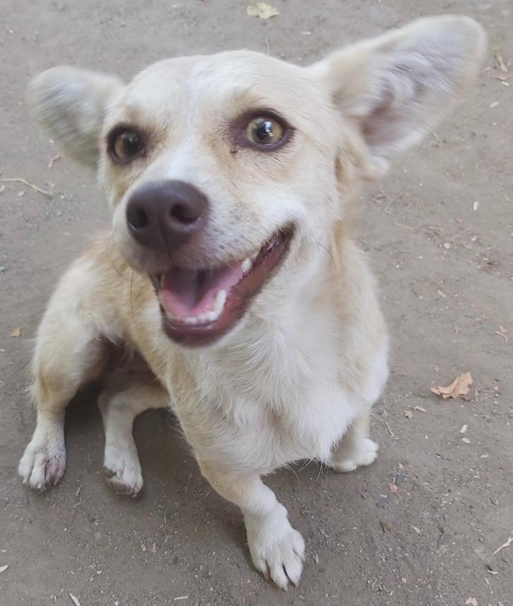 LISA, VROLIJK, KLEIN,  MENSGERICHT, TEEFJE, KAN MET KATTEN, Dieren en Toebehoren, Honden | Niet-rashonden, Klein, Teef, Particulier