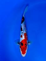 VHQ Jumbo Tosai Doitsu Showa 35-40cm Japanse koi, Dieren en Toebehoren, Karper of Koi
