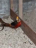 4 goudfazant hanen, Dieren en Toebehoren, Vogels | Overige Vogels, Mannelijk