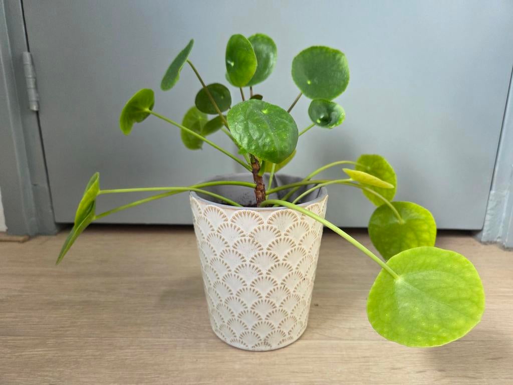Pannenkoekplant in Pot, Huis en Inrichting, Kamerplanten, Overige soorten, In pot, Minder dan 100 cm, Groene kamerplant