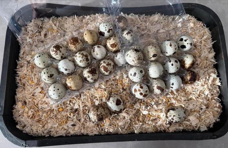 Japanse kwarteleieren, Dieren en Toebehoren, Pluimvee, Overige soorten