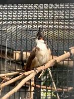 Koppel Roodoorbuulbuul, Dieren en Toebehoren, Vogels | Overige Vogels, Meerdere dieren, Tropenvogel, Geringd